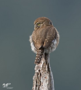 King of The Mountain (Northern Pygmy Owl)