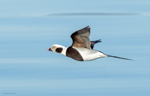 Long Tail Duck in Flight