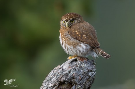 Nice Open Perch (Northern Pygmy Owl)