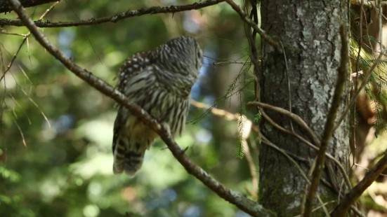 Cottle Lake Barred Owl Hooting