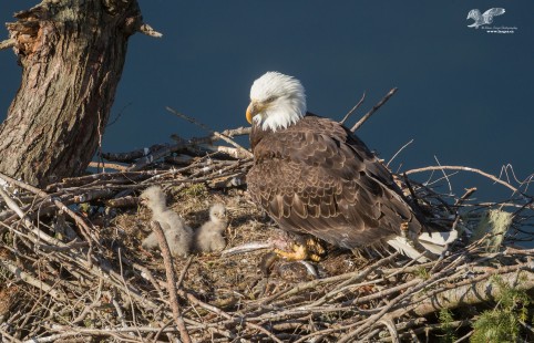 Feeding Time! (Bald Eagle)