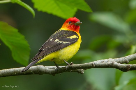 Achival Tanager Image
