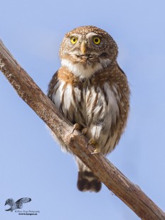 Sunny Day Pygmy (Northern Pygmy Owl)