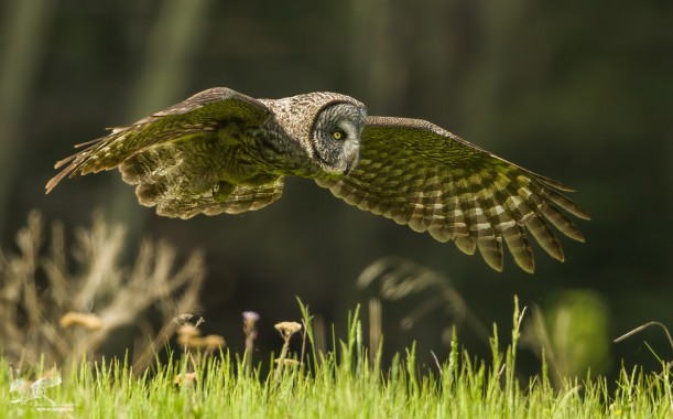 Dreaming Of Summer (Great Grey Owl)