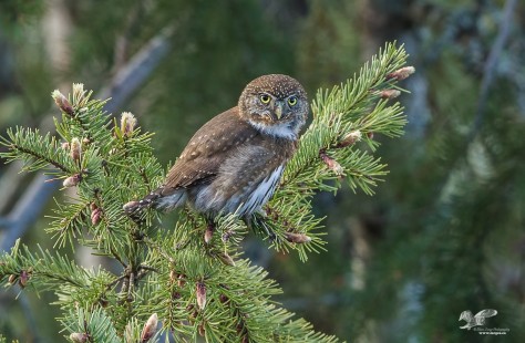 Spring SInger (Northern Pygmy Owl)