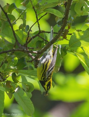 Cottle Lake Townsend's Warbler