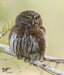 Not the Same Owl! (Northern Pygmy Owl)