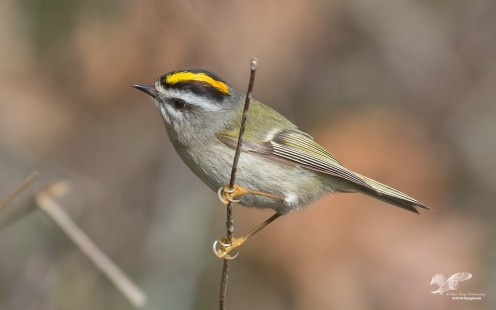 The Other Type of Kinglet (Golden-Crowned Kinglet)