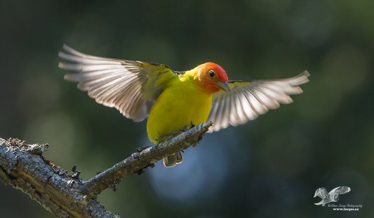 Angel Of The Morning (Western Tanager)