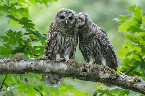 Let Me Whisper in Your Ear (Barred Owlets)