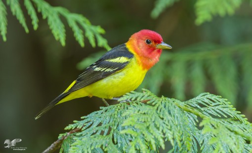 Tanager In Cedar (Western Tanager)