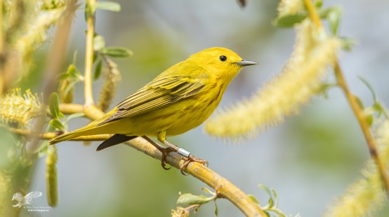 Yellow Warbler in Pussy Willow
