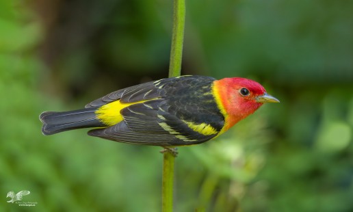 Low To The Ground (Western Tanager)