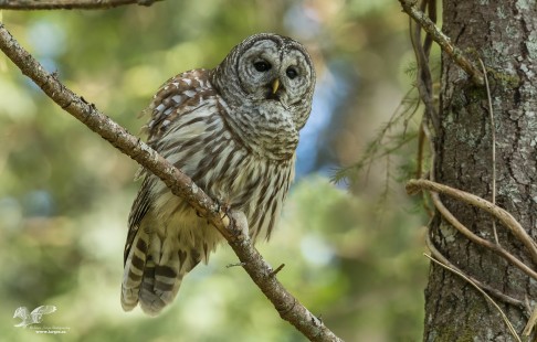 Hooting From The Shadows (Barred Owl)