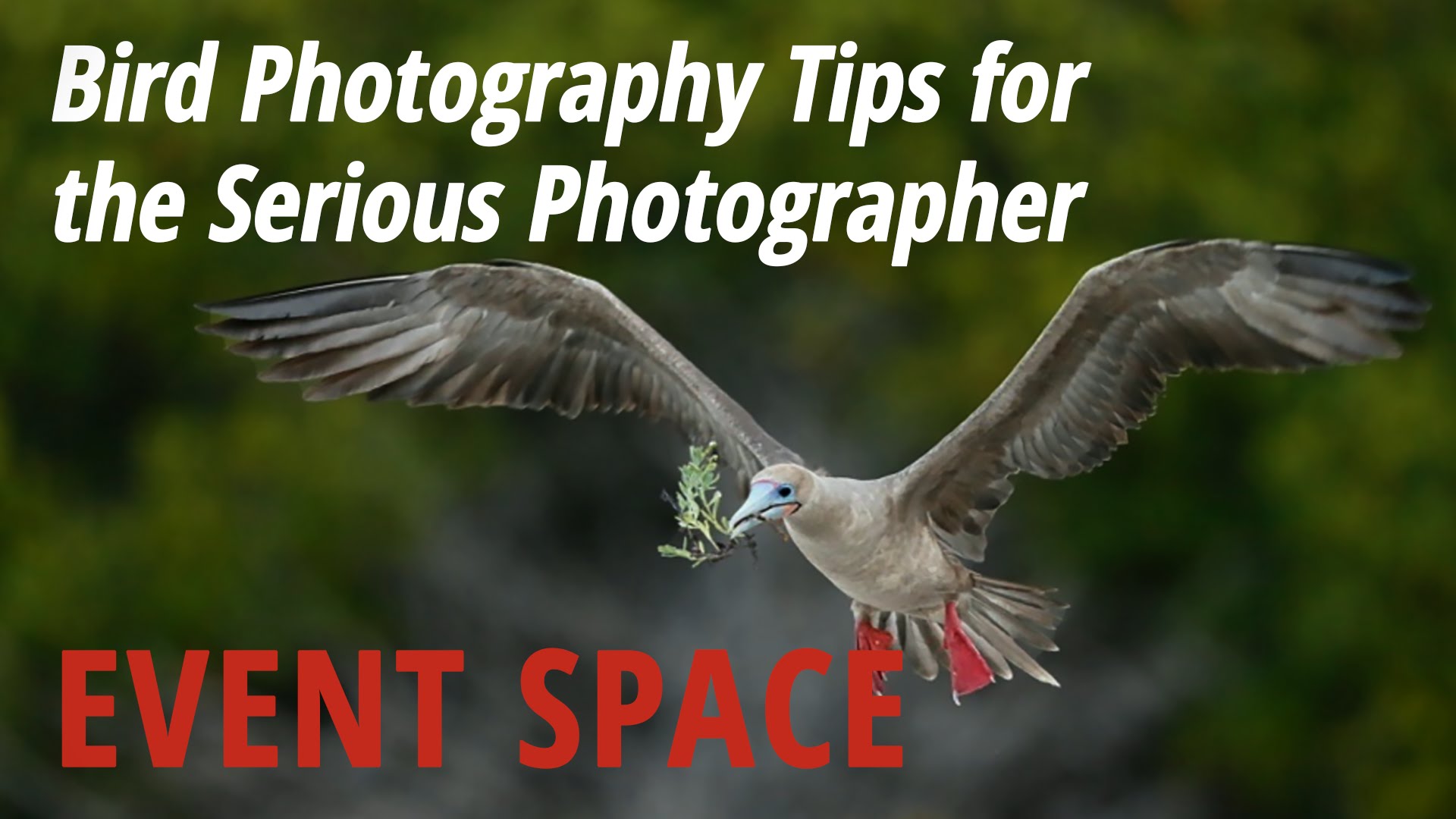 Bird Photography Tips