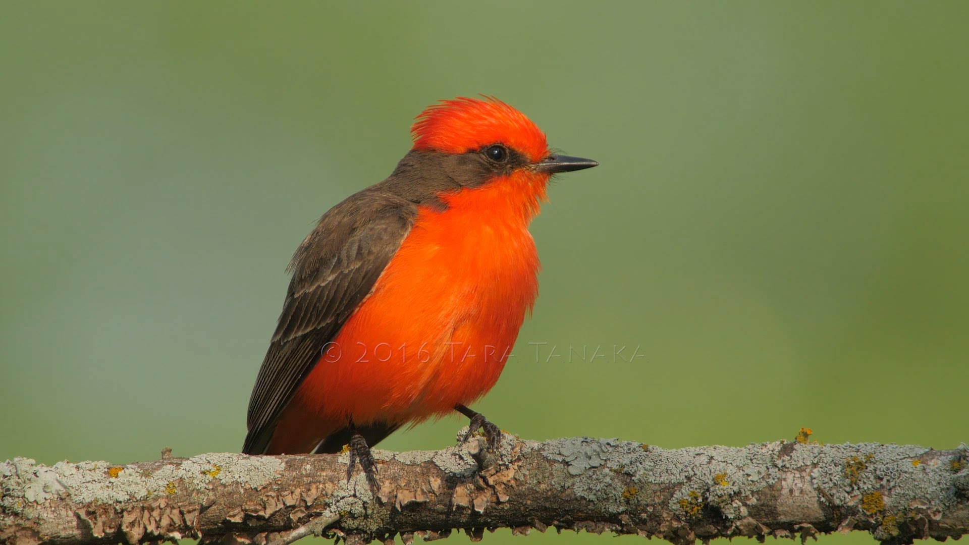 Vermilion Flycatcher pair builds a very special nest