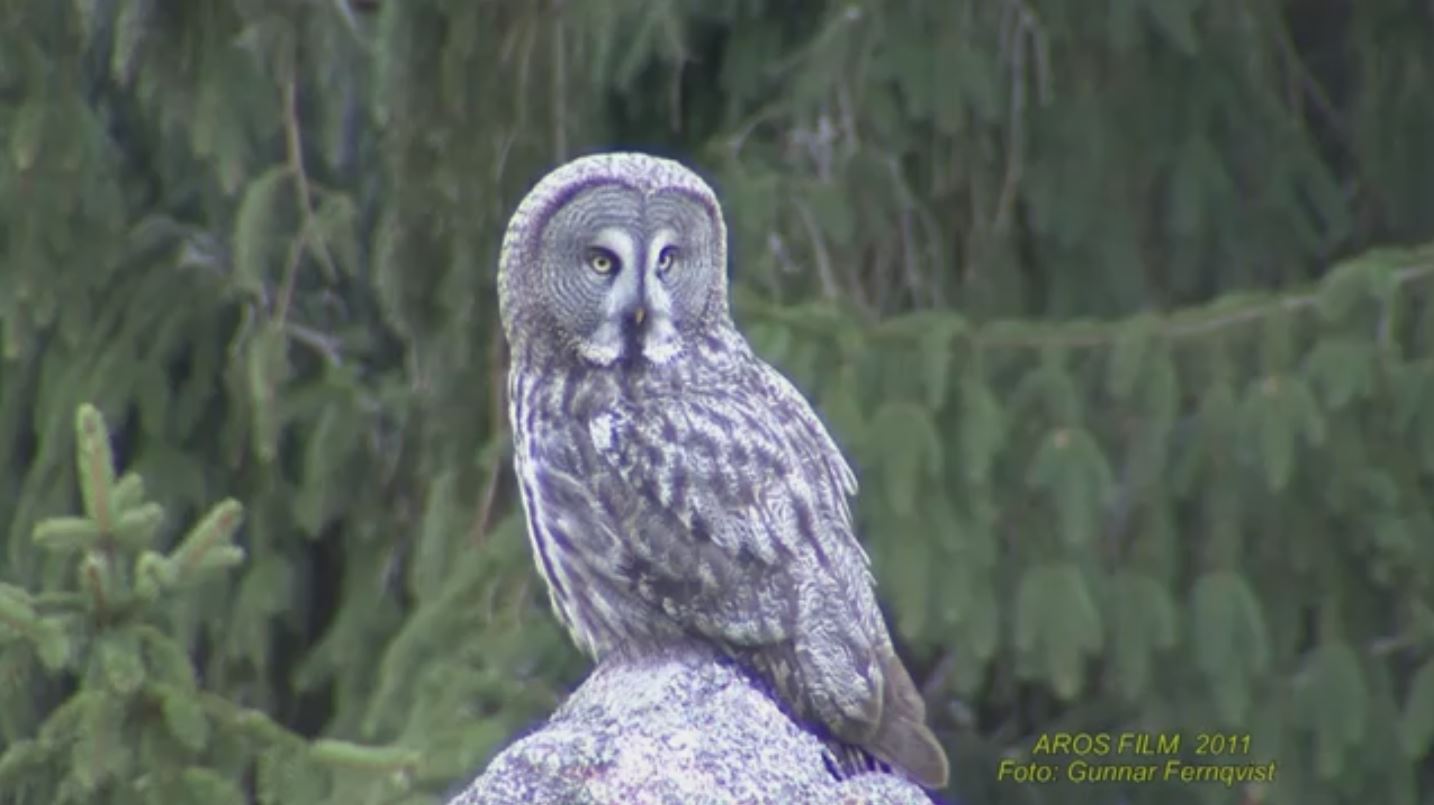 Great Grey Owl - 8