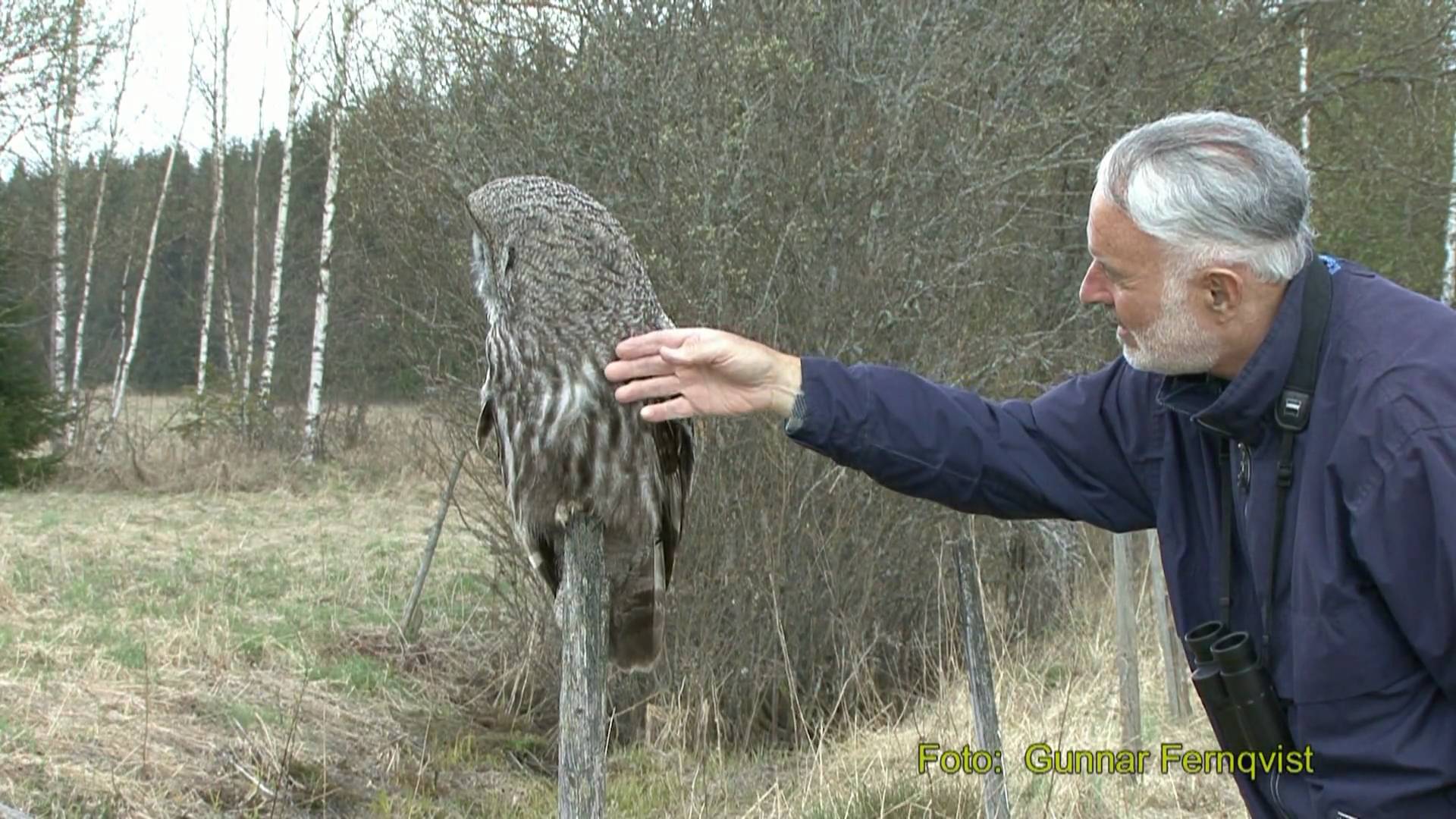 Great Grey Owl - 1