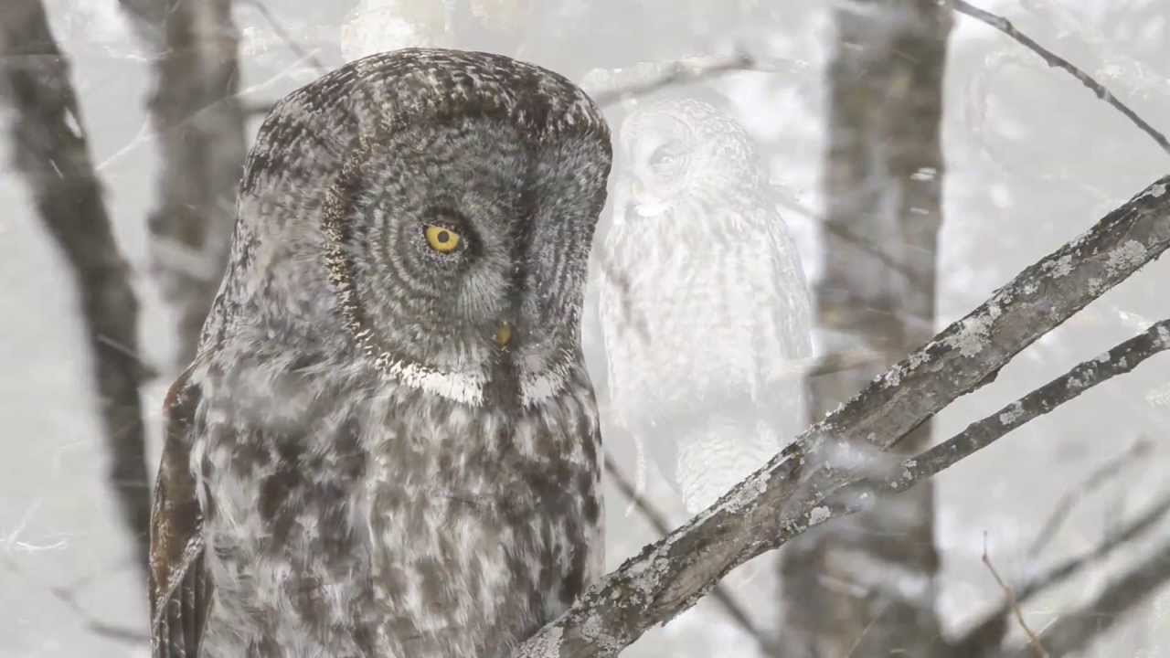 Great Grey Owl - 3