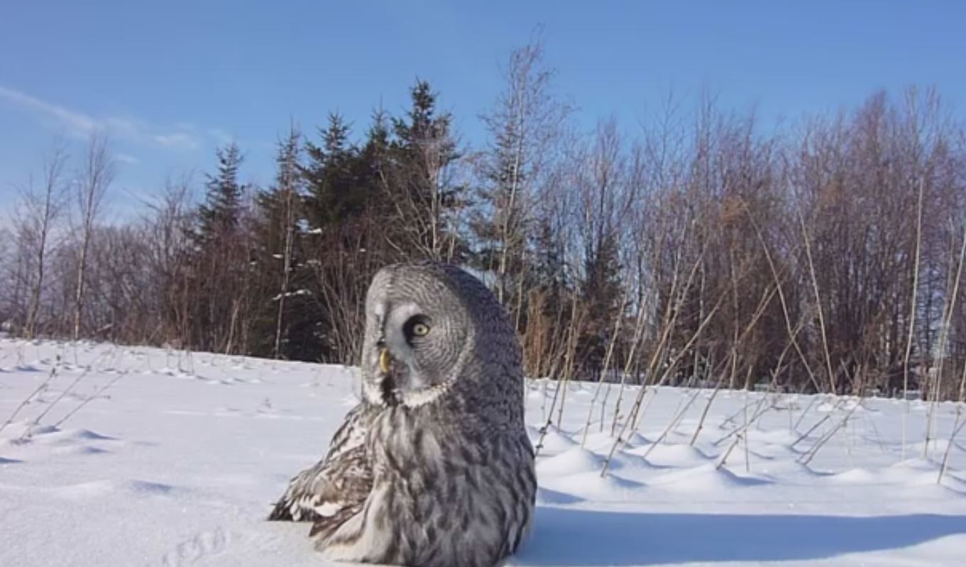 Finnature Great Grey Owl Tours