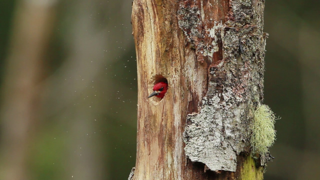 Linley Valley Red Breasted Sapsuckers