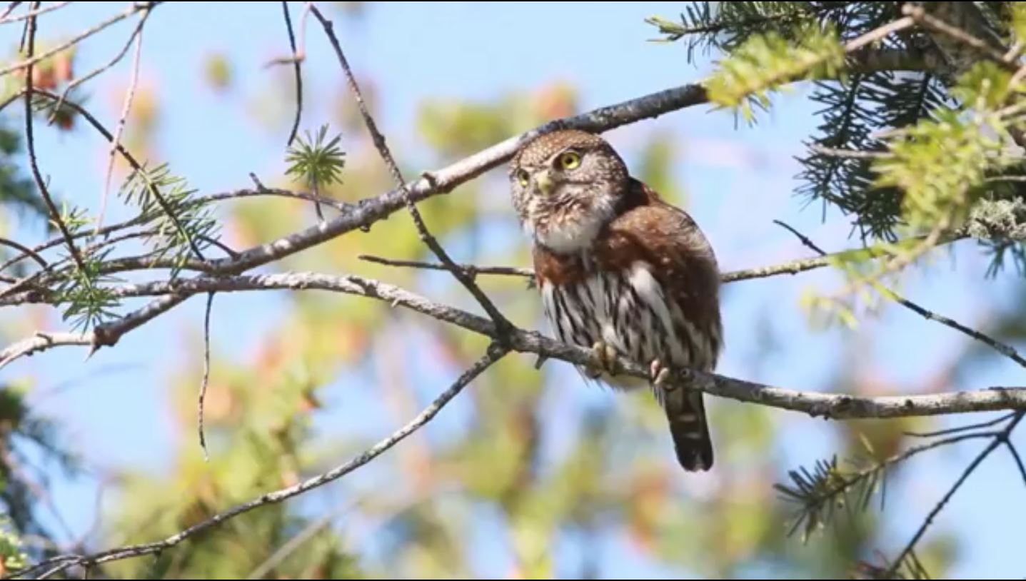 Pygmy Owl Calling