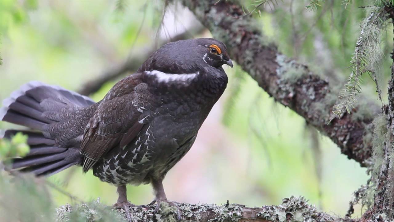 Little Mountain Sooty Grouse