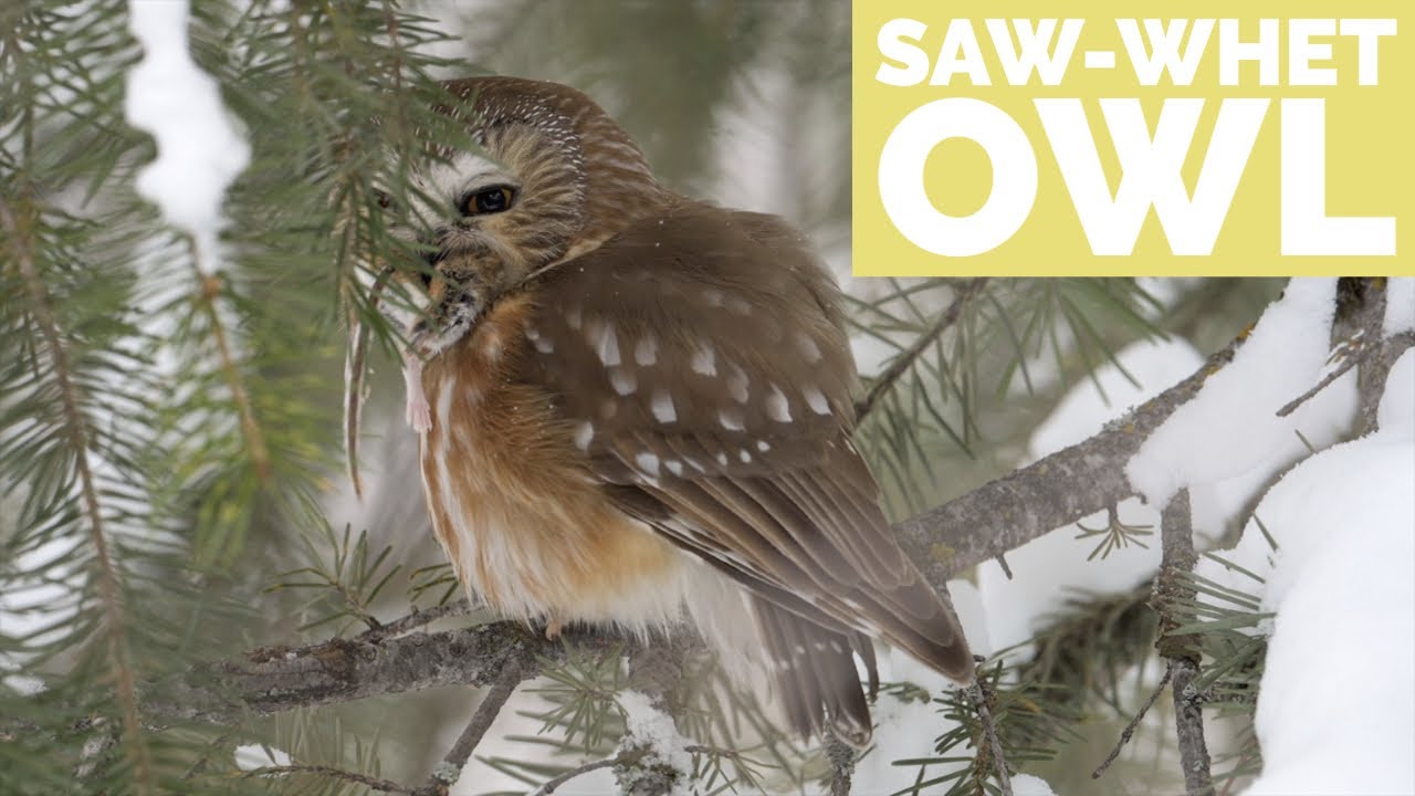 Saw Whet Owl