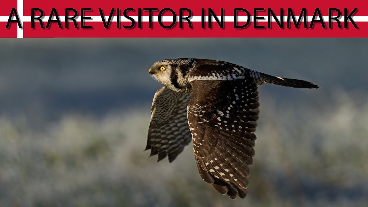 Dennis Jacobsen - Rare Northern Hawk Owl Visits Denmark